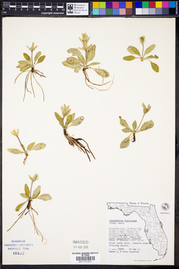 Stenandrium floridanum image