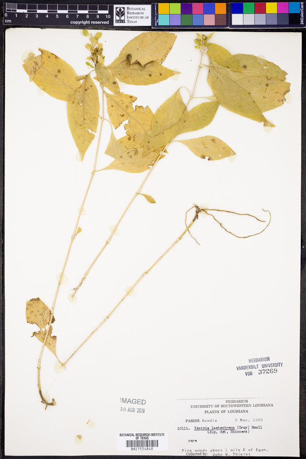 Yeatesia laetevirens image
