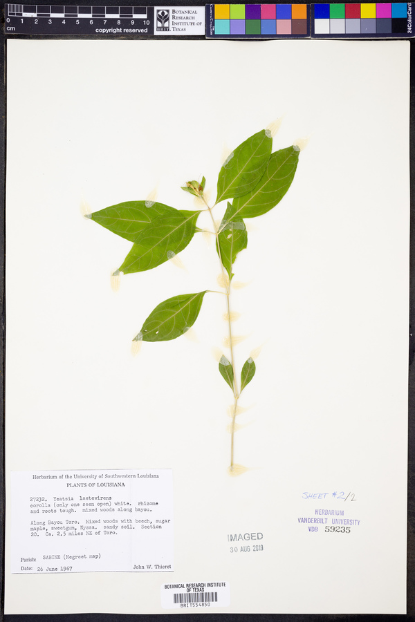Yeatesia laetevirens image