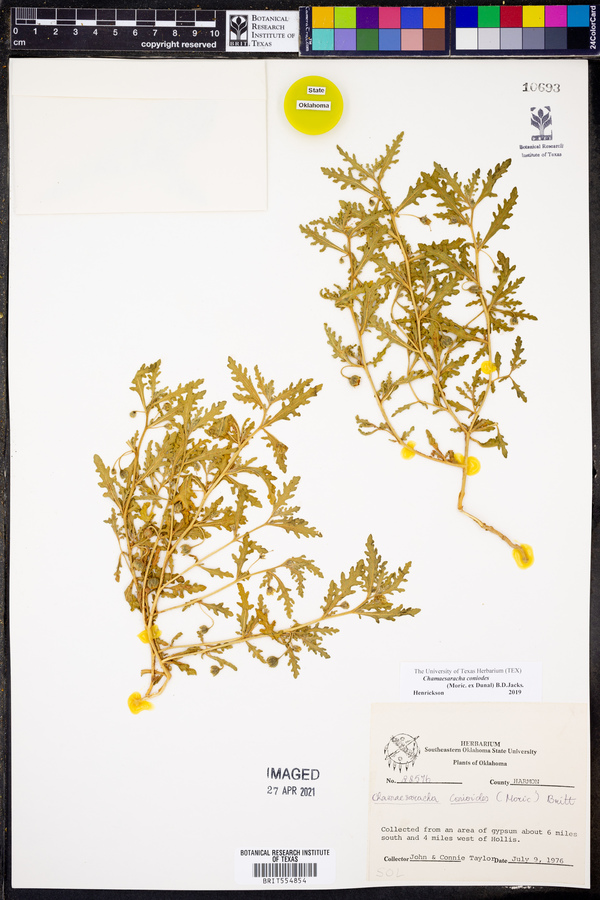 Chamaesaracha coniodes image