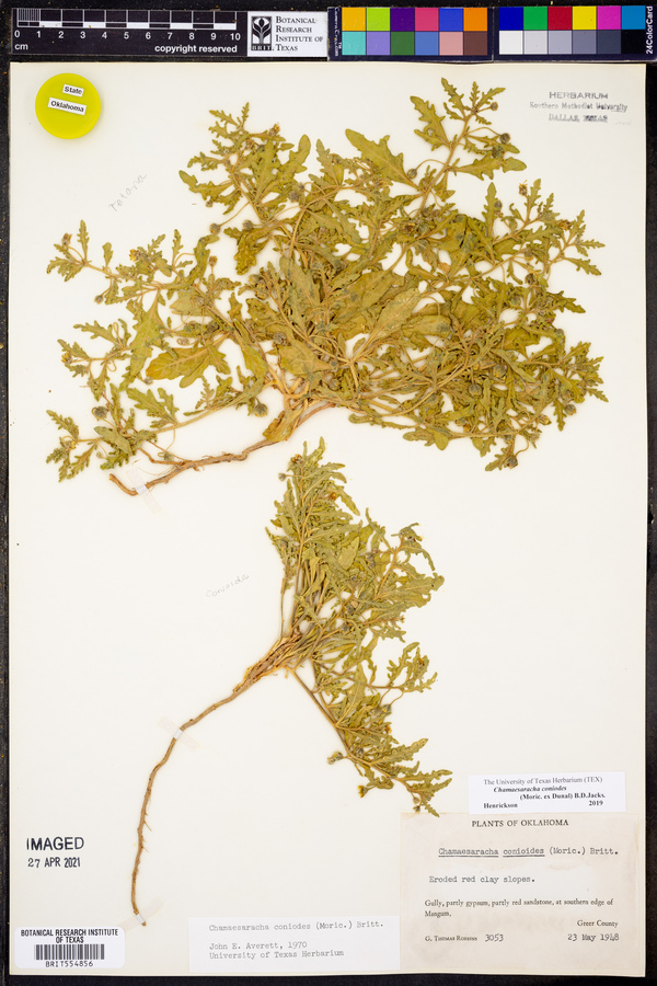 Chamaesaracha coniodes image