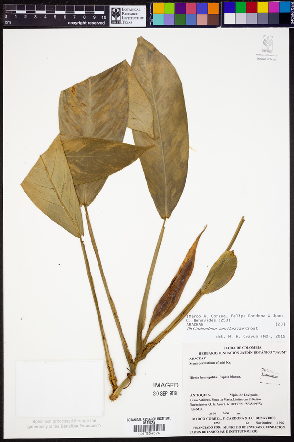 Philodendron beniteziae image