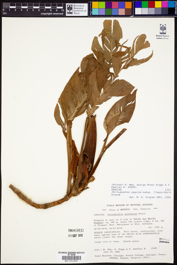 Philodendron seguine subsp. lingua-bovis image