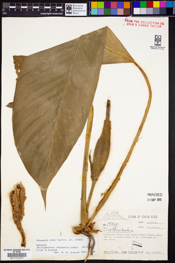 Philodendron rhodoaxis subsp. lewisii image