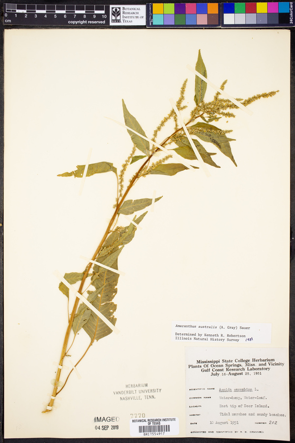 Amaranthus australis image