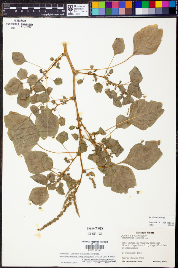 Amaranthus blitum var. pseudogracilis image