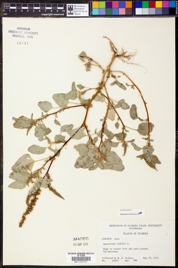 Amaranthus viridis image