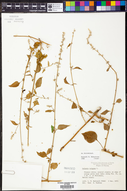 Image of Celosia trigyna
