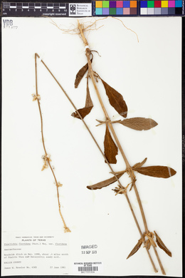 Froelichia floridana var. floridana image