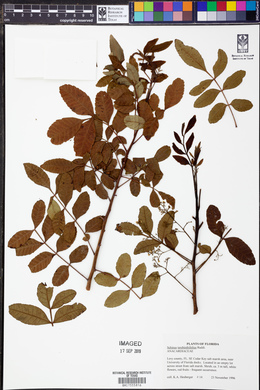 Schinus terebinthifolia image