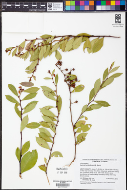 Lyonia lucida image