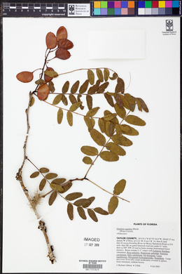 Gleditsia aquatica image