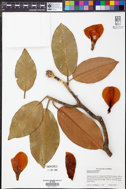 Magnolia grandiflora image