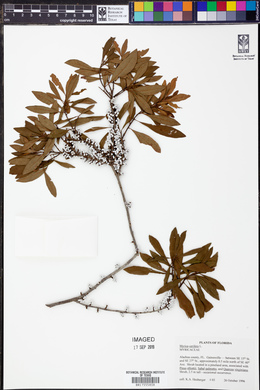 Myrica cerifera image