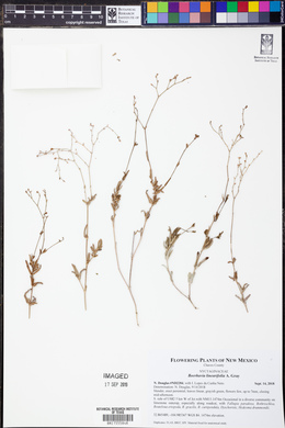 Boerhavia linearifolia image