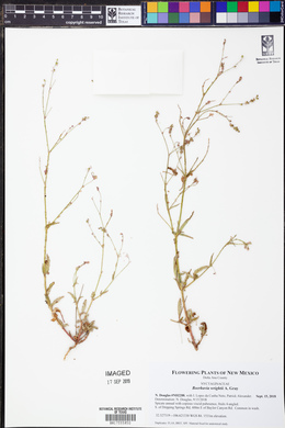 Boerhavia wrightii image