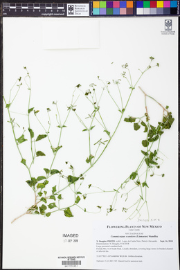 Commicarpus scandens image