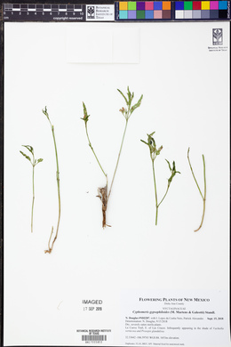 Cyphomeris gypsophiloides image