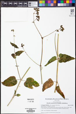 Mirabilis melanotricha image