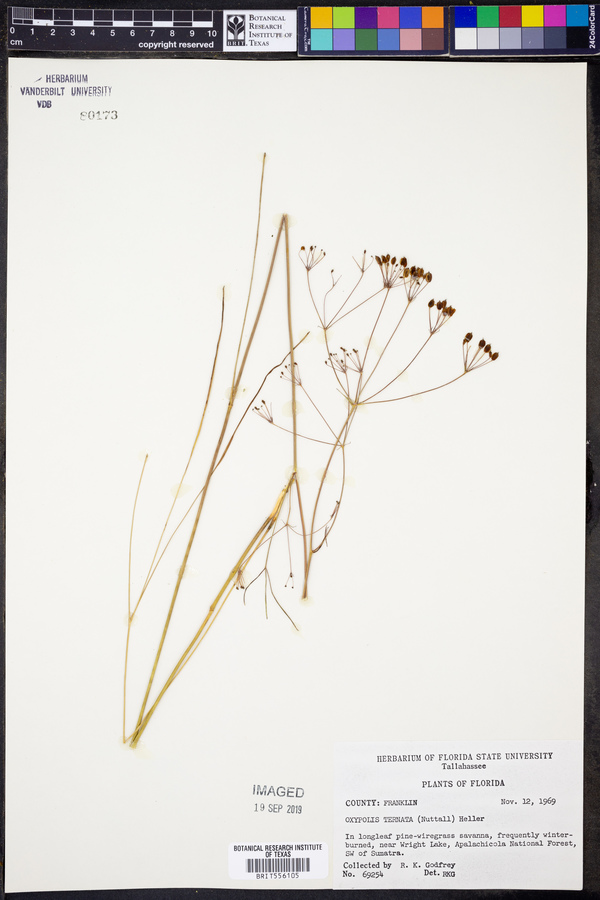 Oxypolis ternata image