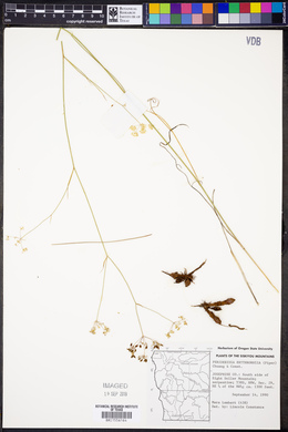Perideridia erythrorhiza image