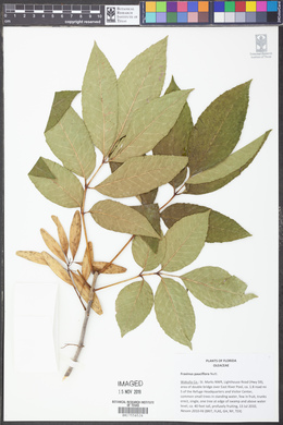 Fraxinus pauciflora image