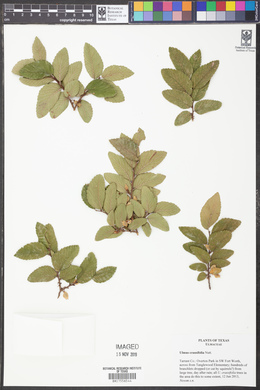 Ulmus crassifolia image