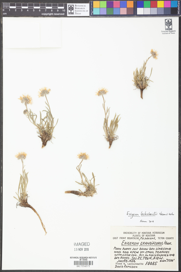 Erigeron lackschewitzii image