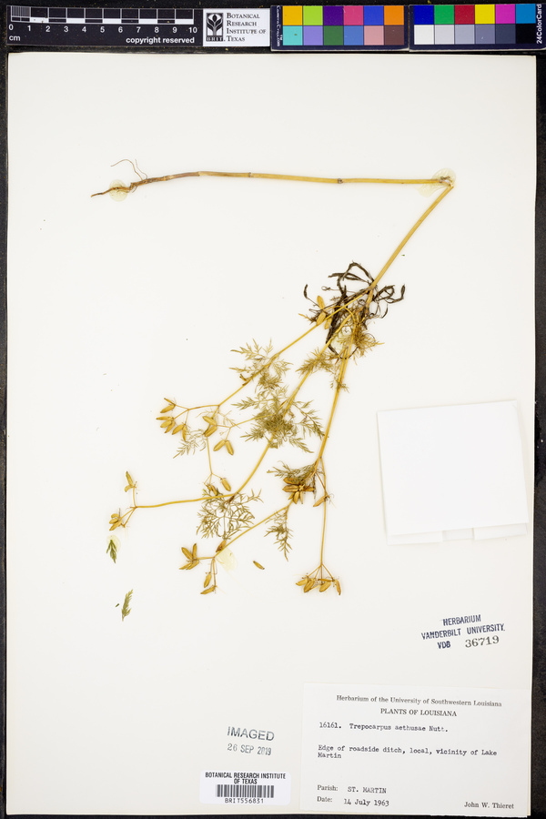 Trepocarpus aethusae image