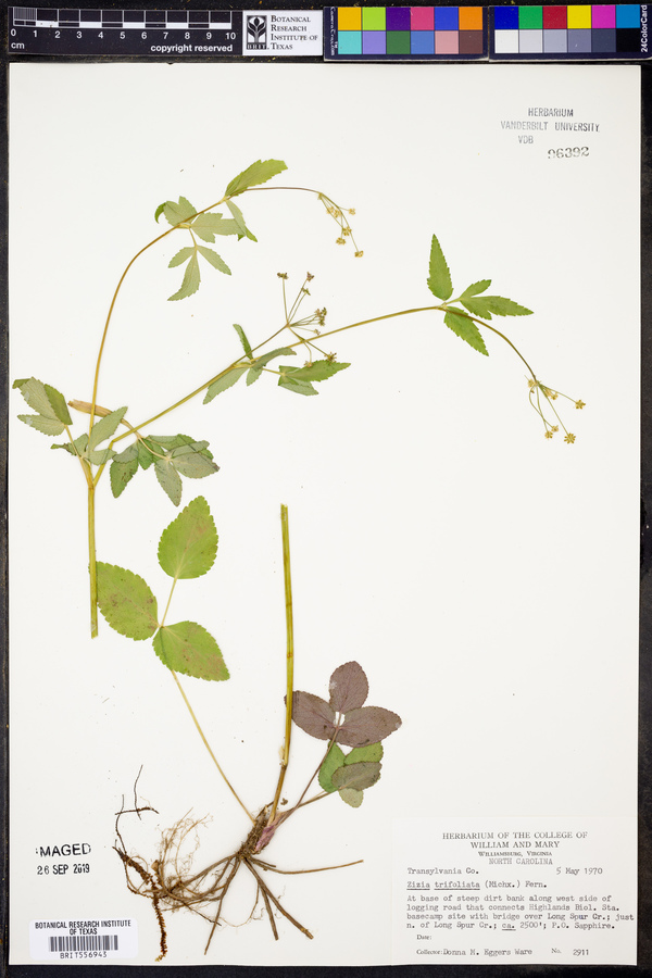 Zizia trifoliata image