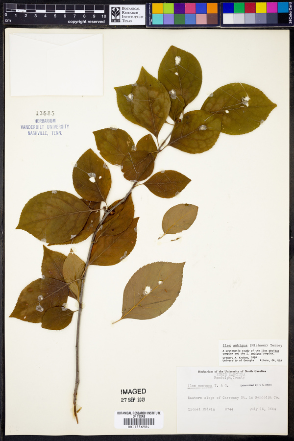 Ilex ambigua image