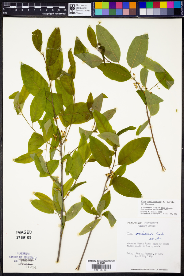 Ilex amelanchier image