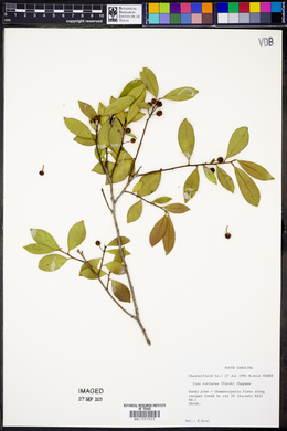 Ilex coriacea image