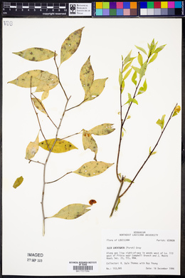 Ilex laevigata image