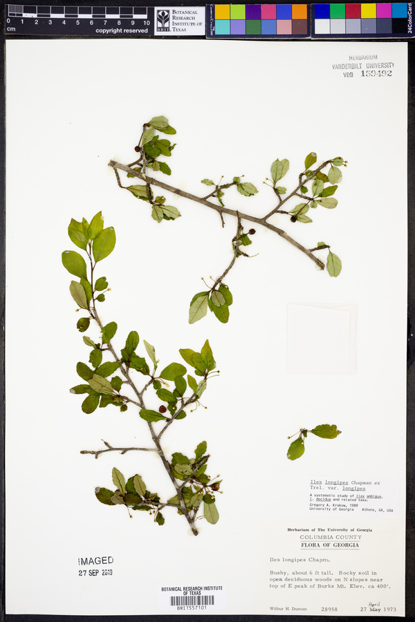 Ilex longipes image