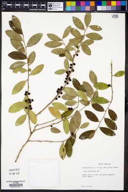 Ilex vomitoria image