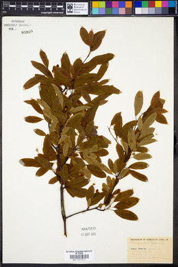 Ilex mucronata image