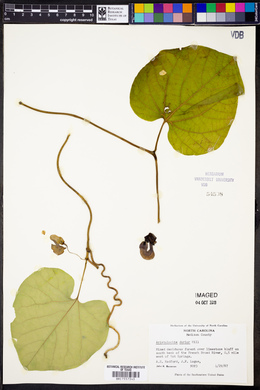 Aristolochia durior image