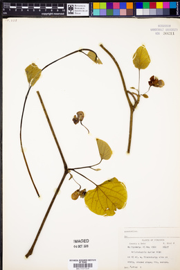 Aristolochia durior image