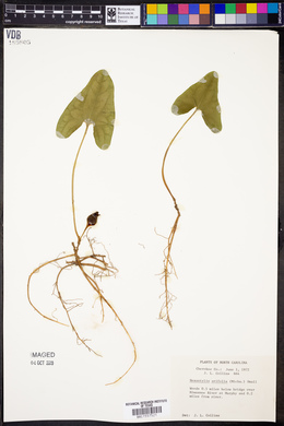 Hexastylis arifolia image