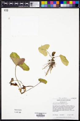Hexastylis arifolia var. callifolia image