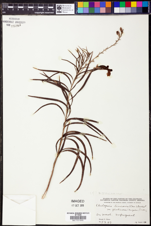 Chilopsis linearis subsp. linearis image