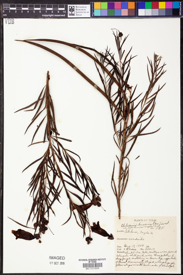 Chilopsis linearis subsp. linearis image