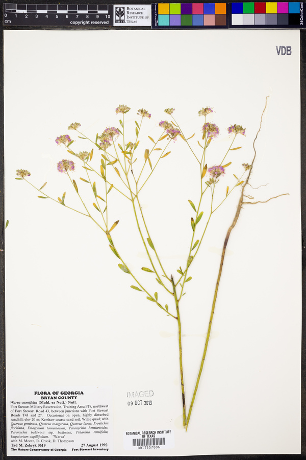Warea cuneifolia image