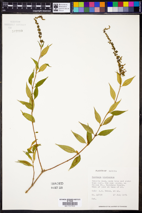 Buddleja lindleyana image