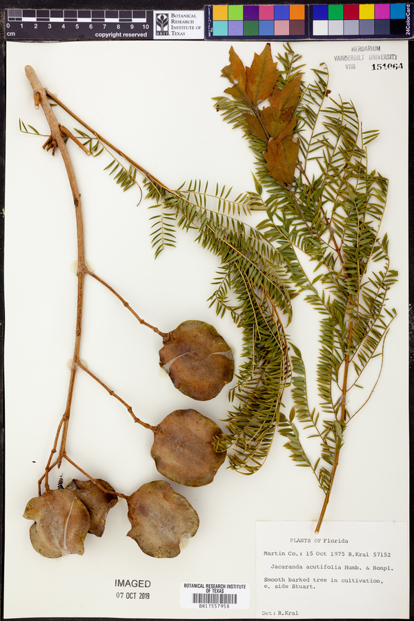 Jacaranda acutifolia image