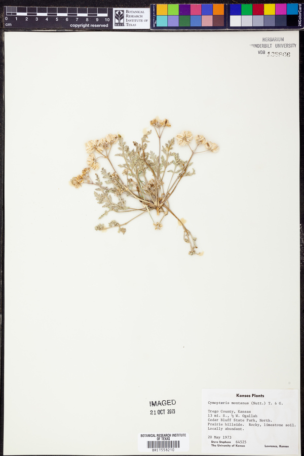 Vesper montanus image
