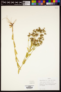 Sabatia brachiata image