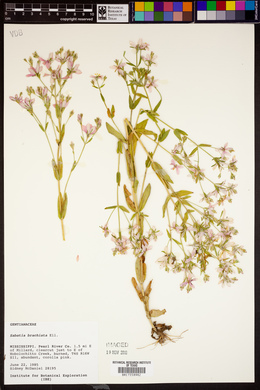 Sabatia brachiata image