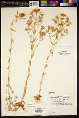 Sabatia brachiata image